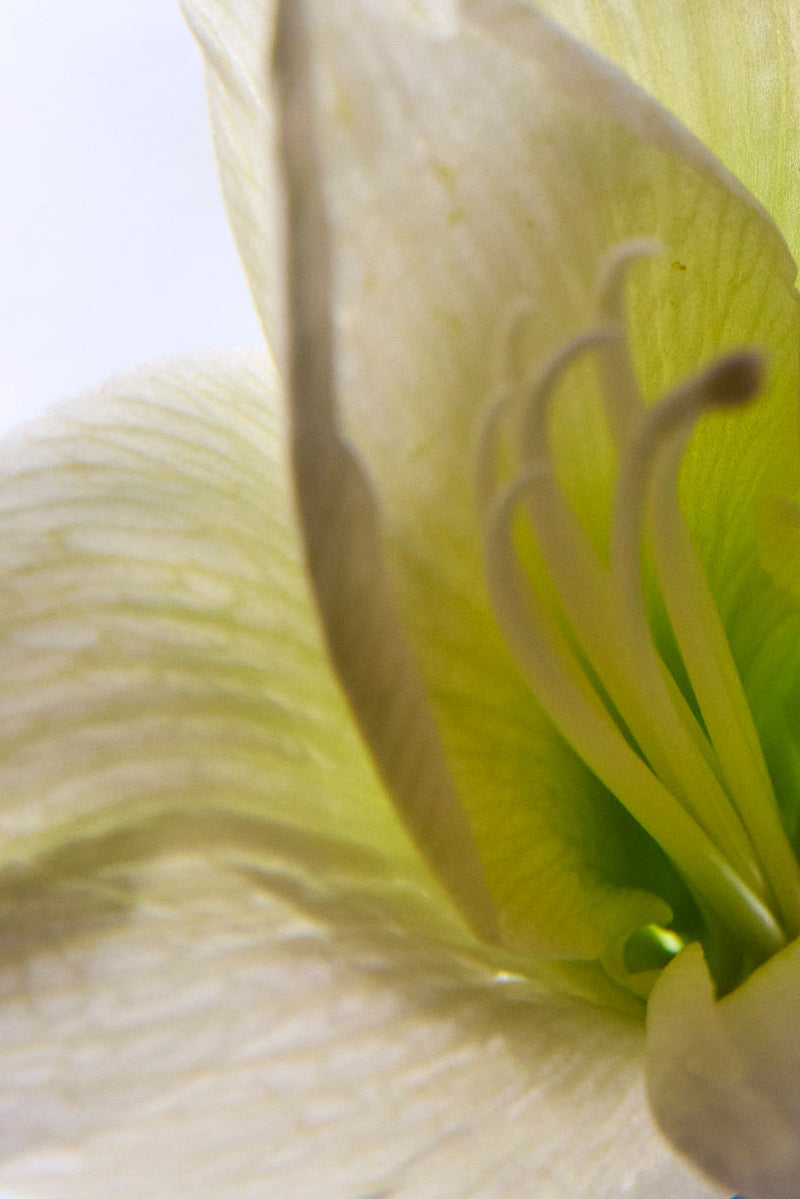 Close-up of a white flower with delicate petals on a light background